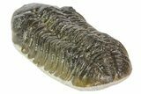 Austerops Trilobite Fossil - Rock Removed #67033-4